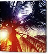 Sunbeam Through Palm Tree In Summer Canvas Print