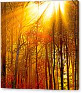 Sunburst In The Forest Canvas Print