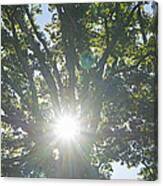 Sunflare Oak Trees Canvas Print