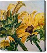 Sunflower 2 Canvas Print