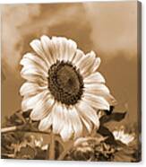Sunflower And Sky Canvas Print