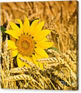 Sunflower And Wheat Canvas Print