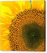 Sunflower Canvas Print