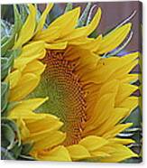 Sunflower Awakening Canvas Print