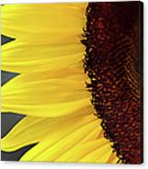 Sunflower Beauty Canvas Print