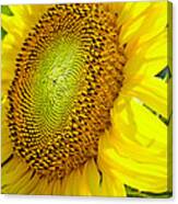 Sunflower Canvas Print