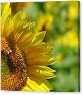 Sunflower Days Canvas Print