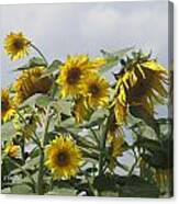 Sunflower Cluster Canvas Print