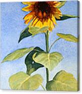 Sunflower Ii Canvas Print