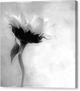 Sunflower In Profile Canvas Print