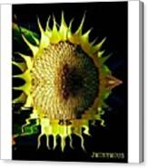 Sunflower In Water Canvas Print