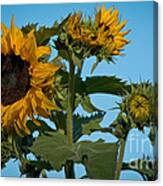 Sunflower Morning Canvas Print