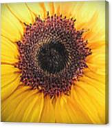 Sunflower Profile Canvas Print