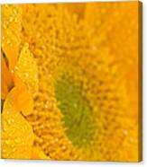 Sunflower Raindrops Canvas Print