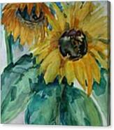 Sunflower - Sold Canvas Print
