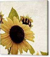 Sunflower Canvas Print