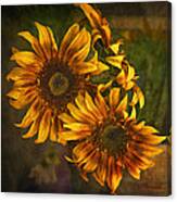 Sunflower Trio Canvas Print