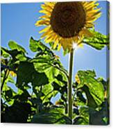 Sunflower With Sun Canvas Print