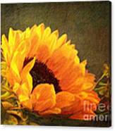 Sunflower - You Are My Sunshine Canvas Print