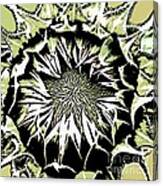 Sunflower1 Canvas Print