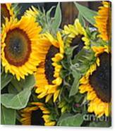 Sunflowers Canvas Print