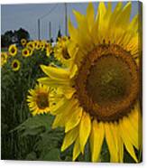 Sunflowers Canvas Print