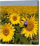 Sunflowers Field Canvas Print