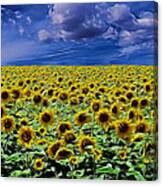 Sunflowers Forever Digital Art Canvas Print