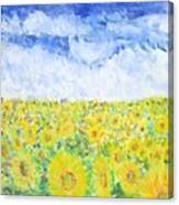 Sunflowers In A Field In  Texas Canvas Print