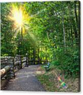 Sunlit Path Canvas Print