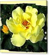 Sunlit Yellow Rose Canvas Print