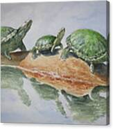 Sunning Turtles Canvas Print