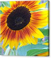 Sunny Sunflower Canvas Print