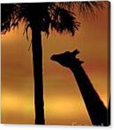 Sunset Giraffe 2 Canvas Print