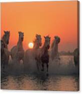 Sunset In Camargue Canvas Print