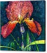 Sunset Iris Canvas Print