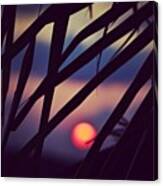 Sunset Through The Palm Trees Canvas Print
