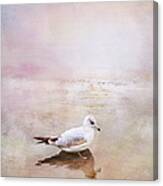 Sunset With Young Seagull Canvas Print