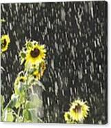 Sunshine In The Rain 2 Canvas Print