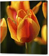 Sunshine Tulips Canvas Print