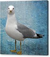 Superior Seagull Canvas Print
