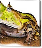 Surinam Horned Frog, C. Cornuta Canvas Print