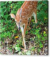 Surprised Fawn Canvas Print