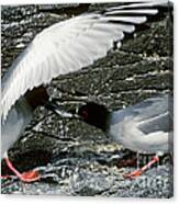 Swallow-tailed Gulls Canvas Print