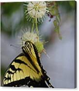 Swallowtail Butterfly 1 Canvas Print
