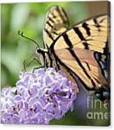 Swallowtail Butterfly On Lilac Canvas Print