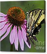 Swallowtail On A Coneflower Canvas Print