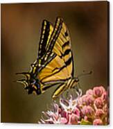 Swallowtail On Milkweed Canvas Print