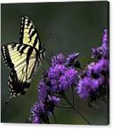 Swallowtail On Purple Canvas Print