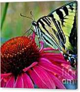 Swallowtail Sustenence Canvas Print